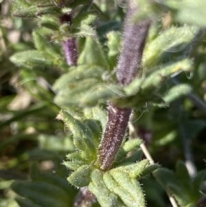 Parentucellia latifolia at Tuggeranong DC, ACT - 26 Sep 2021