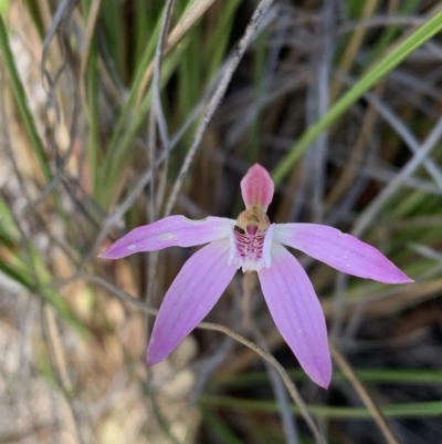 Caladenia carnea (Pink Fingers) at Molonglo Valley, ACT - 26 Sep 2021 by BronClarke
