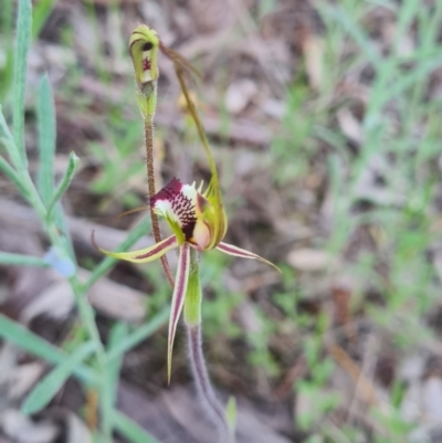 Caladenia parva (Brown-clubbed Spider Orchid) at Nail Can Hill - 26 Sep 2021 by Fpedler