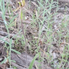 Caladenia parva at Glenroy, NSW - suppressed