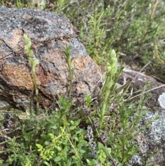 Hymenochilus sp. (A Greenhood Orchid) at Mount Taylor - 18 Sep 2021 by Brad