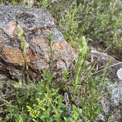 Hymenochilus sp. (A Greenhood Orchid) at Kambah, ACT - 18 Sep 2021 by Brad