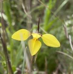 Diuris chryseopsis (Golden Moth) at Mount Taylor - 18 Sep 2021 by Brad