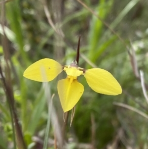 Diuris chryseopsis at Tuggeranong DC, ACT - suppressed