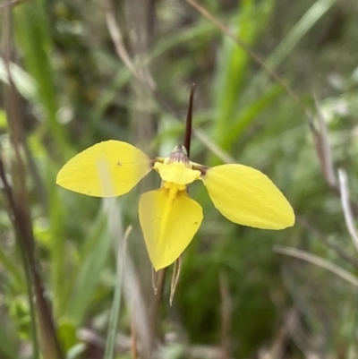 Diuris chryseopsis (Golden Moth) at Mount Taylor - 18 Sep 2021 by Brad