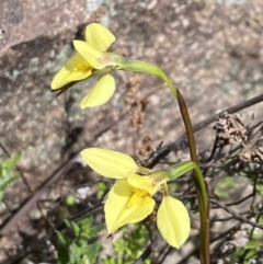 Diuris chryseopsis at Tuggeranong DC, ACT - suppressed