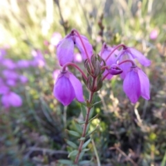 Tetratheca bauerifolia (Heath Pink-bells) at Yass River, NSW - 26 Sep 2021 by SenexRugosus