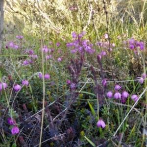 Tetratheca bauerifolia at Yass River, NSW - 26 Sep 2021