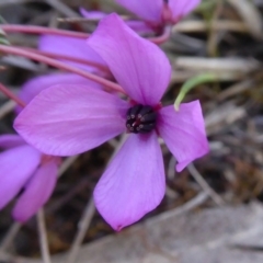 Tetratheca bauerifolia at Yass River, NSW - 26 Sep 2021 05:12 PM