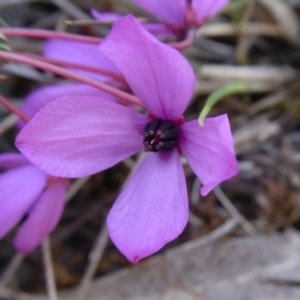 Tetratheca bauerifolia at Yass River, NSW - 26 Sep 2021 05:12 PM