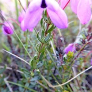 Tetratheca bauerifolia at Yass River, NSW - 26 Sep 2021