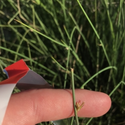 Juncus sp. (A Rush) at Red Hill Nature Reserve - 23 Sep 2021 by Tapirlord