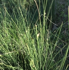 Juncus sp. at Hughes, ACT - 23 Sep 2021 04:20 PM