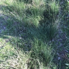 Juncus sp. at Hughes, ACT - 23 Sep 2021 04:20 PM