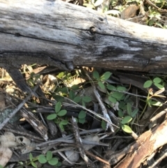 Glycine tabacina (Variable Glycine) at Red Hill Nature Reserve - 23 Sep 2021 by Tapirlord