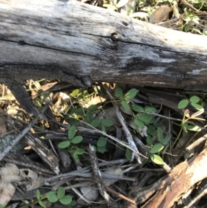 Glycine tabacina at Red Hill, ACT - 23 Sep 2021