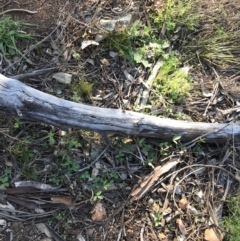 Glycine tabacina at Red Hill, ACT - 23 Sep 2021