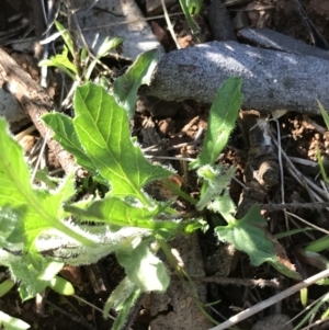 Convolvulus angustissimus subsp. angustissimus at Red Hill, ACT - 23 Sep 2021