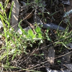 Convolvulus angustissimus subsp. angustissimus at Red Hill, ACT - 23 Sep 2021