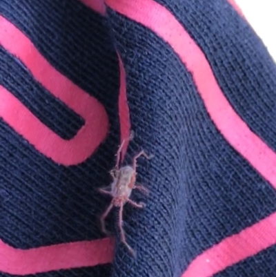 Rainbowia sp. (genus) (A mite) at Red Hill Nature Reserve - 23 Sep 2021 by Tapirlord