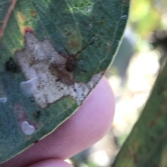 Rainbowia sp. (genus) at Red Hill, ACT - 23 Sep 2021