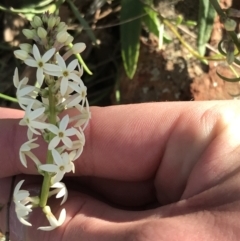 Stackhousia monogyna (Creamy Candles) at Red Hill Nature Reserve - 23 Sep 2021 by Tapirlord