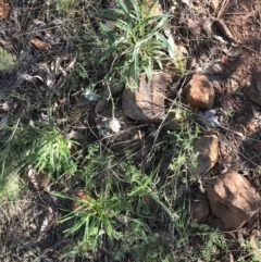 Stackhousia monogyna at Red Hill Nature Reserve - 23 Sep 2021