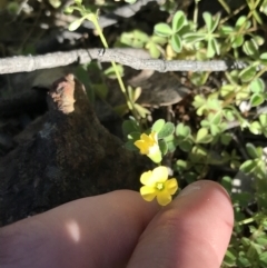 Oxalis thompsoniae (Fluffy-fruit Wood-sorrel) at Red Hill Nature Reserve - 23 Sep 2021 by Tapirlord