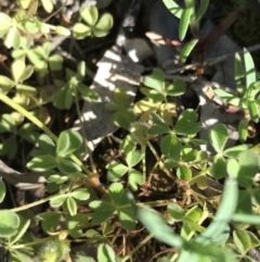 Oxalis thompsoniae at Red Hill Nature Reserve - 23 Sep 2021 03:20 PM