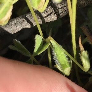 Oxalis thompsoniae at Red Hill Nature Reserve - 23 Sep 2021 03:20 PM