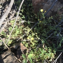 Oxalis thompsoniae at Red Hill Nature Reserve - 23 Sep 2021 03:20 PM