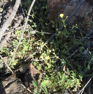 Oxalis exilis at Red Hill, ACT - 23 Sep 2021