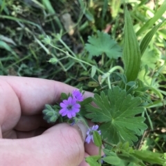 Geranium molle subsp. molle (Cranesbill Geranium) at Red Hill Nature Reserve - 23 Sep 2021 by Tapirlord