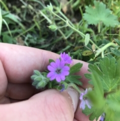 Geranium molle subsp. molle at Deakin, ACT - 23 Sep 2021