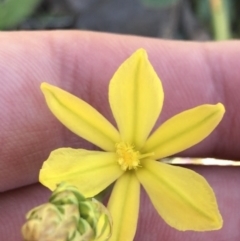 Bulbine bulbosa (Golden Lily) at Red Hill Nature Reserve - 23 Sep 2021 by Tapirlord