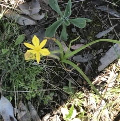 Bulbine bulbosa at Deakin, ACT - 23 Sep 2021