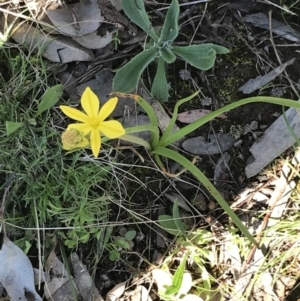 Bulbine bulbosa at Deakin, ACT - 23 Sep 2021