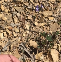 Linaria arvensis (Corn Toadflax) at Red Hill to Yarralumla Creek - 23 Sep 2021 by Tapirlord