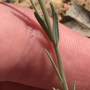 Linaria arvensis at Deakin, ACT - 23 Sep 2021