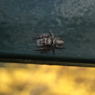 Unidentified Spider (Araneae) at Hughes Garran Woodland - 23 Sep 2021 by Tapirlord