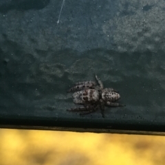 Opisthoncus sp. (genus) at Garran, ACT - 24 Sep 2021 09:57 AM