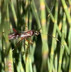 Ichneumonidae (family) (Unidentified ichneumon wasp) at Murrumbateman, NSW - 23 Sep 2021 by SimoneC