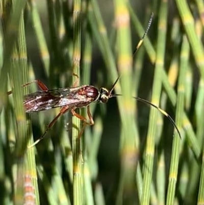 Ichneumonidae (family) (Unidentified ichneumon wasp) at Murrumbateman, NSW - 23 Sep 2021 by SimoneC