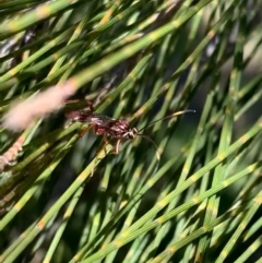 Ichneumonidae (family) at Murrumbateman, NSW - 23 Sep 2021 12:37 PM