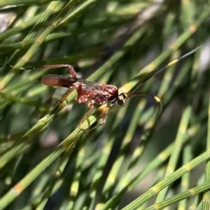 Ichneumonidae (family) at Murrumbateman, NSW - 23 Sep 2021