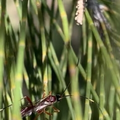 Ichneumonidae (family) at Murrumbateman, NSW - 23 Sep 2021 12:37 PM