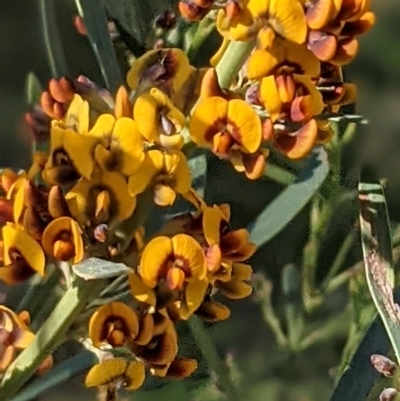 Daviesia leptophylla (Slender Bitter Pea) at Mount Majura - 26 Sep 2021 by abread111