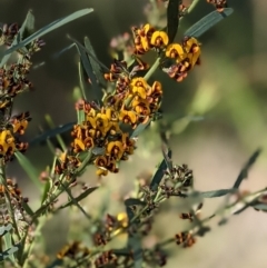 Daviesia leptophylla at Hackett, ACT - 26 Sep 2021