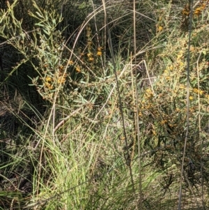 Daviesia leptophylla at Hackett, ACT - 26 Sep 2021