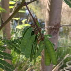 Paraserianthes lophantha subsp. lophantha (Cape Wattle) at Gateway Island, VIC - 25 Sep 2021 by Darcy